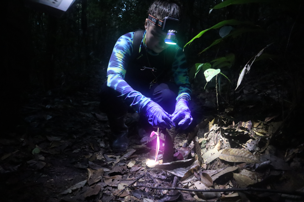 a scientist applying a condom to a cicada tower at night a scientist applying a condom to a cicada tower at night